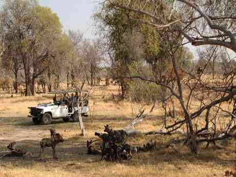 Ultimate Botswana Wildlife Safari